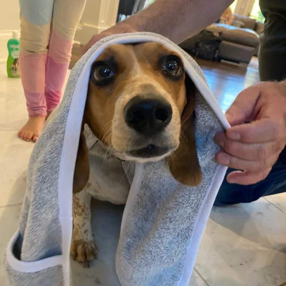 Milo's Choice Microfiber Pet Towel with Ear Shaped Drying Pockets